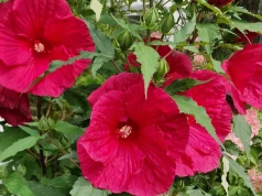 Mój hibiskus co roku ma kwiaty większe od dłoni. Wszystko dzięki temu lipcowemu nawykowi
