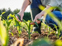 Nie dziki i nie susza. Plantacje kukurydzy w opłakanym stanie przez inny powód