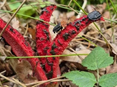 „Palce diabła” w naszych lasach. Cuchną i jest ich coraz więcej!