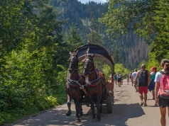 Morskie Oko: 280 koni dopuszczonych do pracy, dwa wycofane po badaniach weterynaryjnych
