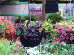 Zapomnij o pelargoniach. Milion dzwonków zamieni balkon w kolorową kaskadę aż do jesieni