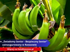 Bananowiec karłowaty zakwitł w Łańcucie. To wyjątkowy sukces polskich ogrodników