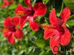 Hibiskus nie chce zakwitnąć? Ta domowa odżywka może szybko pomóc