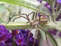 Ogrodowa fauna