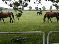Sprzedają ośrodek ratowania koni. Fundacja szuka większej farmy