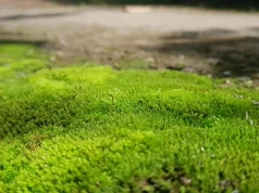 Rozsyp na trawniku zamiast wyrzucać. Mech zacznie znikać, a trawa odzyska lepszy wygląd