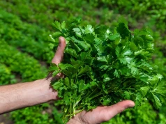 Pietruszka marnieje? Ten sposób sprawi, że zbiory będą dwa razy lepsze