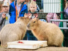 Miłośnicy kapibar opanowali Orientarium. Trwa II Zlot Fanów Kapibary