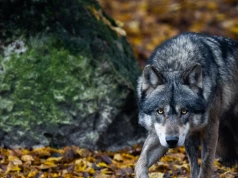 Wilki zaatakowały owce. Burmistrz zakazał harcerzom wstępu do lasów