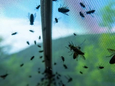Plaga nad polskimi wodami. Gryzą, powodują obrzęki i krwawe rany