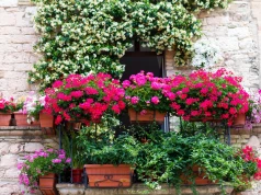 Najpiękniej pachnące kwiaty na balkon. 5 roślin, które zamienią go w aromatyczną oazę