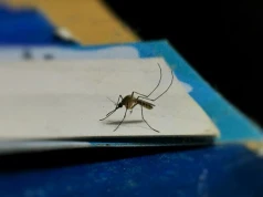 Roślina, którą kochają koty. Na komary działa jak najsilniejsza chemia