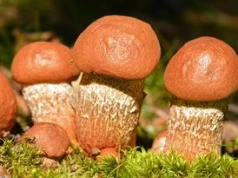 Lepsze niż prawdziwki, bo mają głęboki, leśny smak. Babcia suszyła do barszczu tylko te grzyby
