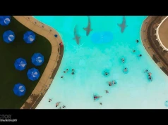 Water Park Shark