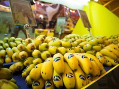 Kryzys na rynku bananów z Wysp Kanaryjskich: ceny spadają, a prognozy są fatalne
