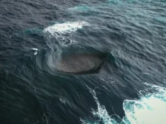 Ewolucja w głębinach oceanów przebiega, jak na obcej planecie. Jest przyspieszona, a jej owoce spędzają naukowcom sen z powiek