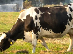 Jak jedna krowa zabiła 300 osób