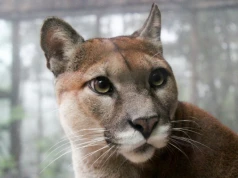 Puma buszowała pod domami w Polanowie. Wiadomo, gdzie teraz trafi drapieżnik