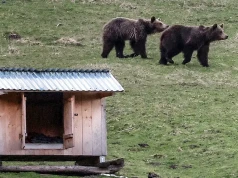 Niedźwiedzie pod domami. Co zmieni nowe prawo