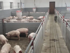 Najniższe ceny tuczników od 2022 r. Hodowcy obawiają się dalszych spadków