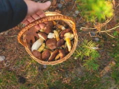 Wysyp grzybów już trwa. W tych miejscach jest ich najwięcej