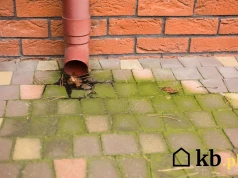 Połóż to zamiast kostki brukowej! Zawsze wygląda czysto i nie rosną w niej chwasty