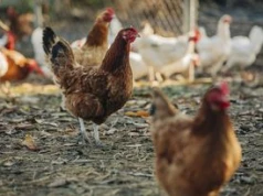 Spór o hodowlę kur. "Mam sprzedać ojcowiznę i iść pracować na budowę"