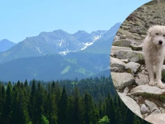 Samotny pies przemierzył Tatry. Pokonał dziesiątki kilometrów górskich szlaków