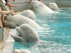 Beluga w Marineland uratowały je w ostatniej chwili