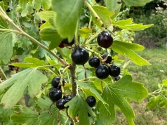 Czarna porzeczka już skończyła owocowanie? Zrób to w ciągu tygodnia od zbioru. Odwdzięczy się za rok