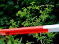 Nie zrywaj, nie dotykaj i nie podchodź. Ta roślina może być śmiertelnie niebezpieczna