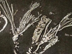 Paleontolodzy dokonali odkrycia jednego na milion. W skamielinie starszej od dinozaurów odnaleźli tkanki miękkie