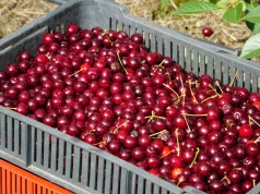 Ceny wiśni na mrożenie rosną. Skupy podniosły stawki do 5,00 zł/kg