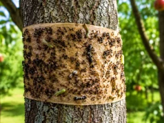 W lipcu biorę ten tani materiał i owijam pnie. Mam owoce bez robaków