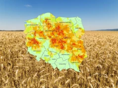 Susza rolnicza obejmuje już 65% gmin w Polsce. Jakie uprawy są najbardziej zagrożone?