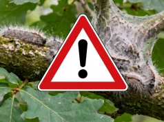 Zmiana klimatu to nie tylko pogoda. W Polsce szaleje niebezpieczny szkodnik