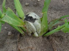 Głownia pyląca kukurydzy coraz częściej grozi plantacjom. Jak jej uniknąć