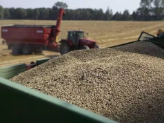 Ile zapłacą za pszenicę w żniwa? Eksperci podali pierwsze stawki