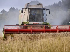 Coraz niższe prognozy zbiorów unijnych zbóż z powodu ekstremalnych upałów