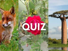 Quiz wiedzy. Obrazki podpowiadają tytuł lektury, ty wskaż jej autora!