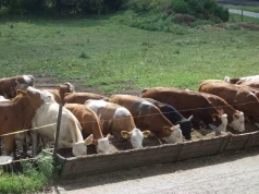 Ceny bydła w dół nawet o 1 zł/kg. Ile dziś płacą zakłady?