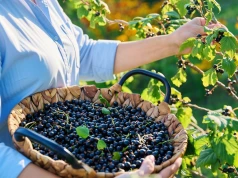 Zapomniany skarb z polskich ogródków. Czarna porzeczka wraca do łask