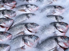 FAO alarmuje: rekordowy popyt na ryby zwiększa ryzyko przełowienia