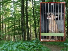 Puma spod Polanowa trafiła do zoo. Zwierzę czeka 30 dni kwarantanny