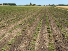 Truskawka gruntowa po skoszeniu liści – co teraz? Komunikat jagodowy Timac Agro (15.07.2026)