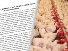 Cztery kurniki na 270 tys. kurczaków pod Szepietowem? Mieszkańcy protestują