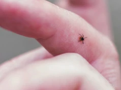 Borelioza. Kiedy trzeba iść do laboratorium, by się zbadać, a kiedy po antybiotyk