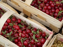 Wiśnie na rynkach hurtowych. Ceny różnią się nawet o kilka złotych za kilogram