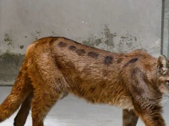 Schwytana puma nie zostanie w zoo. Rzecznik ujawnił nowe fakty