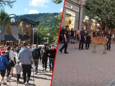 Jeleń w centrum Zakopanego. Ludzie zaczęli go traktować jak maskotkę